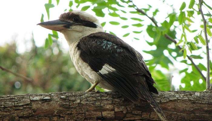 A Laughing Kookaburra in Queensland, Australia.