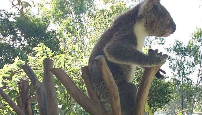 Explore the Rockhampton Zoo