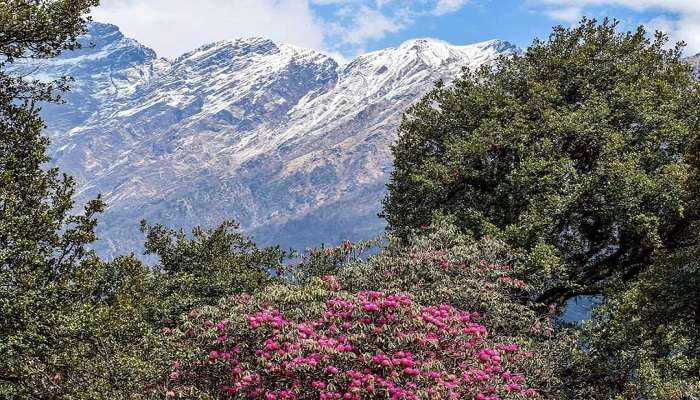 Breathtaking landscape of Rohini bugyal.