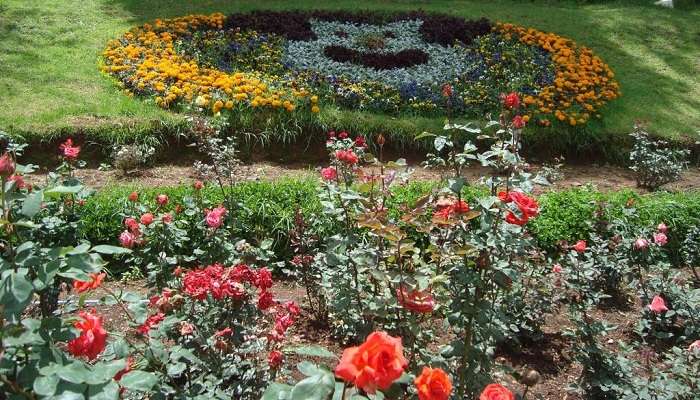 Varieties of roses in Rose Garden