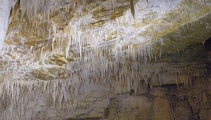 Straws (tubular stalactites) hanging from the cave ceiling in Ruakuri Cave.