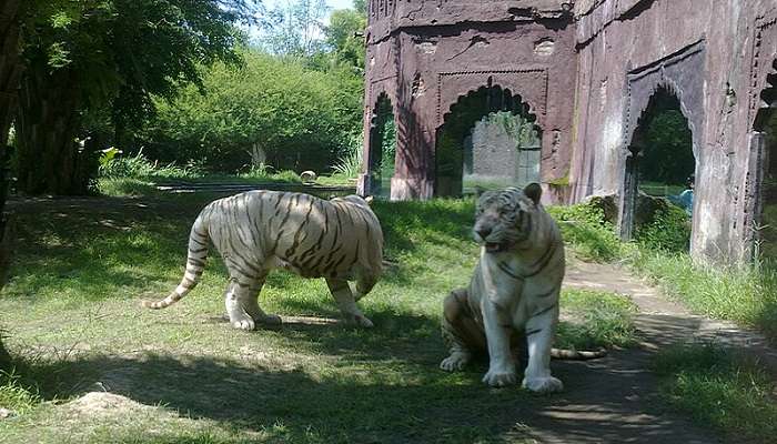 Bali Safari And Marine Park