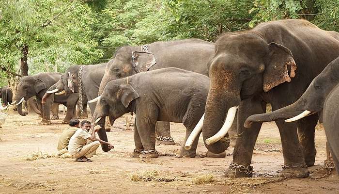 Several Elephants at the Sakrebyle Elephant Camp