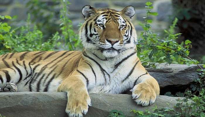 The Siberian Tiger at Sardar Patel Zoological Park 