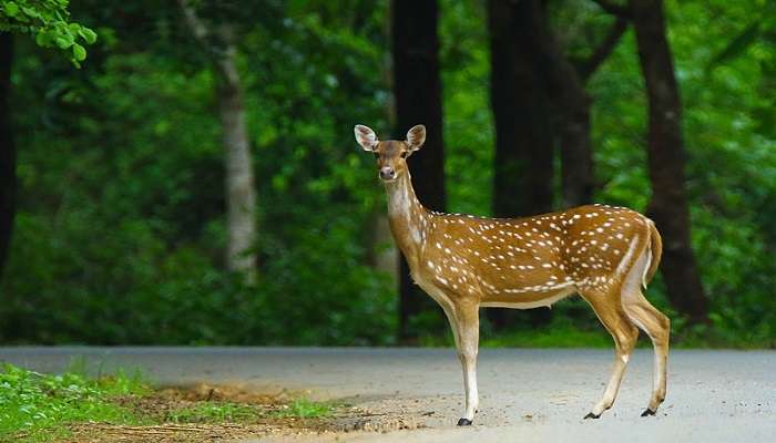 The Indian spotted deer at Sardar Patel Zoological Park 