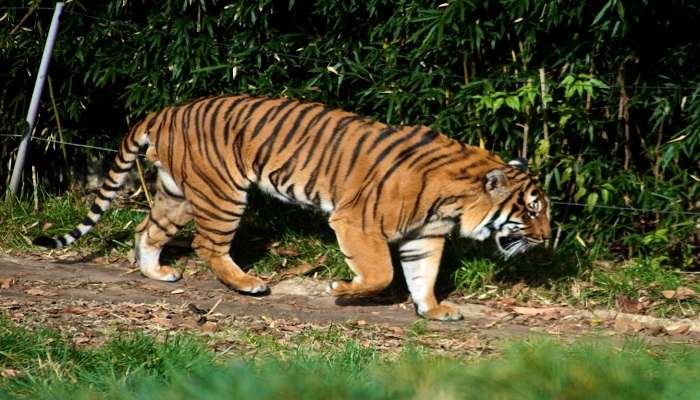  Tiger at Sardar Patel Zoological Park 