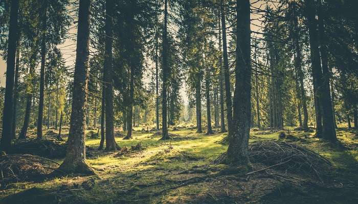 Pine trees, one of the top places to visit in harsil.