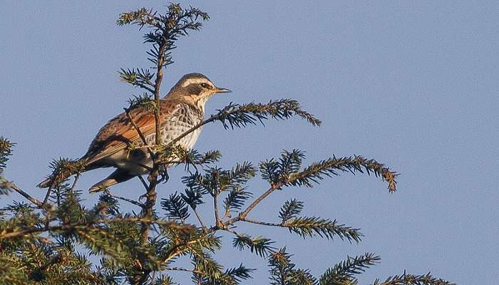 Dusky Thrush at Senchal Wildlife Sanctuary in Darjeeling. 