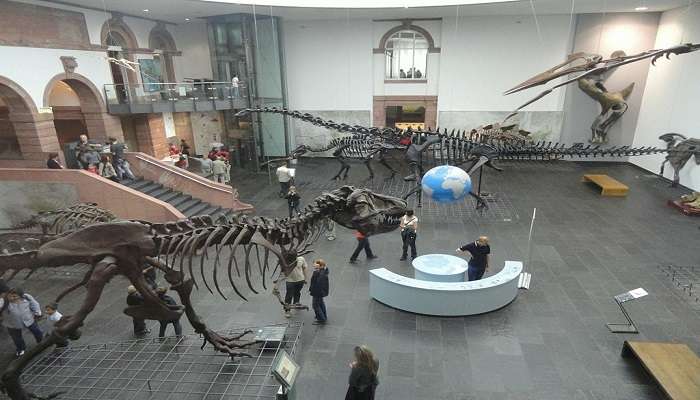 Display of Dinosaurs in a Room in Senckenberg Natural History Museum