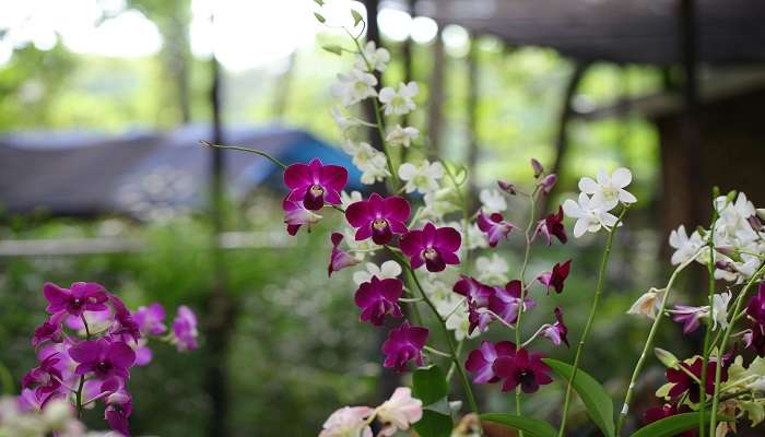 See beautiful orchids at the Sessa Orchid Sanctuary in Bhalukpong.