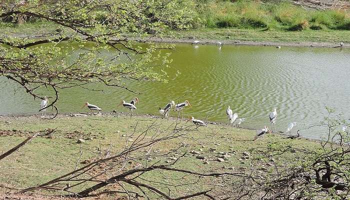 Birds at Surwal Lake