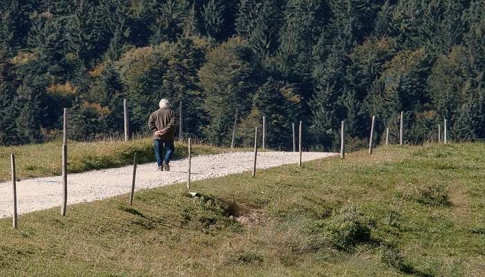 A Man Walking The Serene Cootamundra Bird Walk