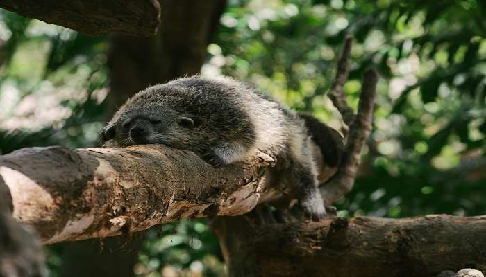  Asian palm civet sleeping on a tree branch 