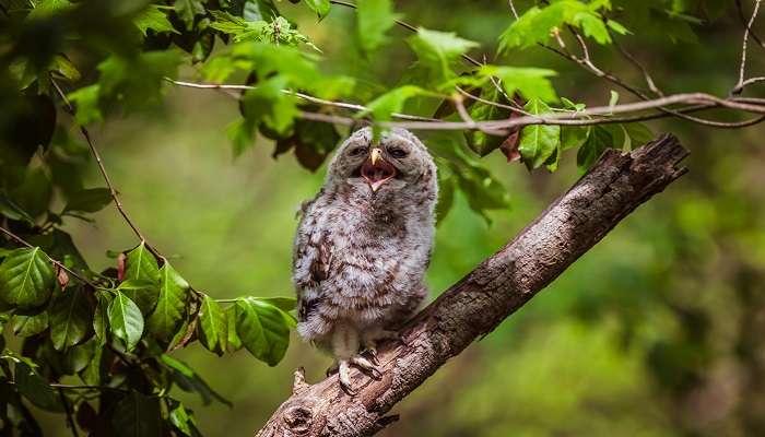 Talley Valley Wildlife Sanctuary