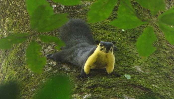  See the Malayan giant squirrel at Talley Valley Wildlife Sanctuary in Arunachal Pradesh