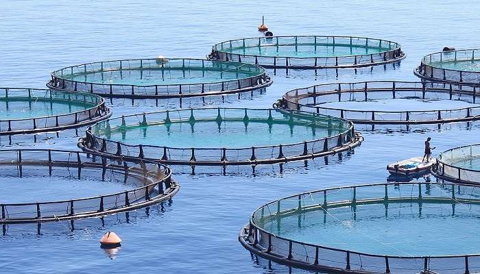  Tarin Fish Farm is one of the best places to visit in the Arunachal Pradesh landscape