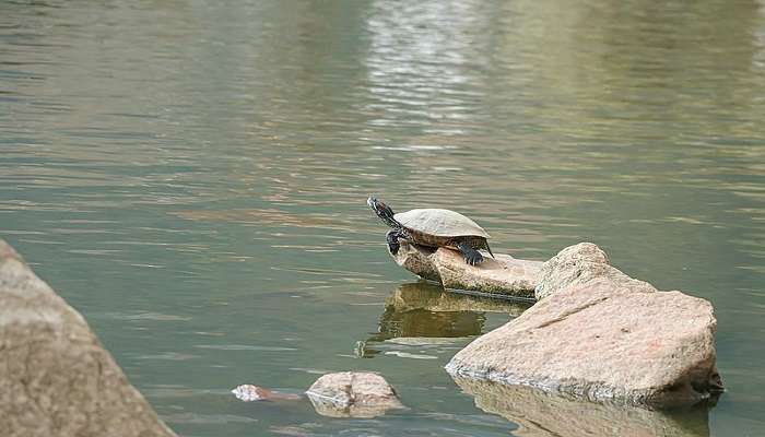 Birds visiting site