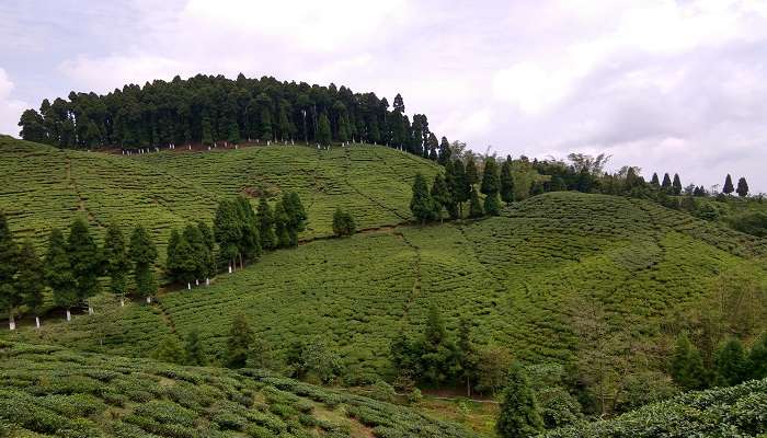 Sprawling Tea Garden 