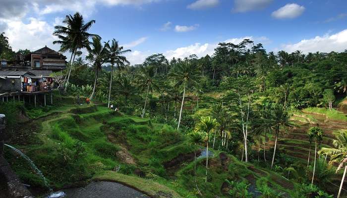 Beautiful morning view of Tegalalang Rice Terraces as you move to Gunung Abang location