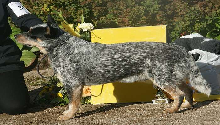 The Blue Heeler Cattle Dog Statue in Muswellbrook.