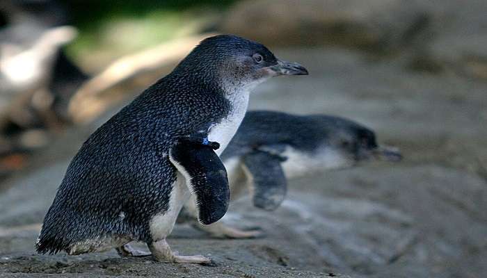 Surprising blue little penguins can be spotted at the colony.