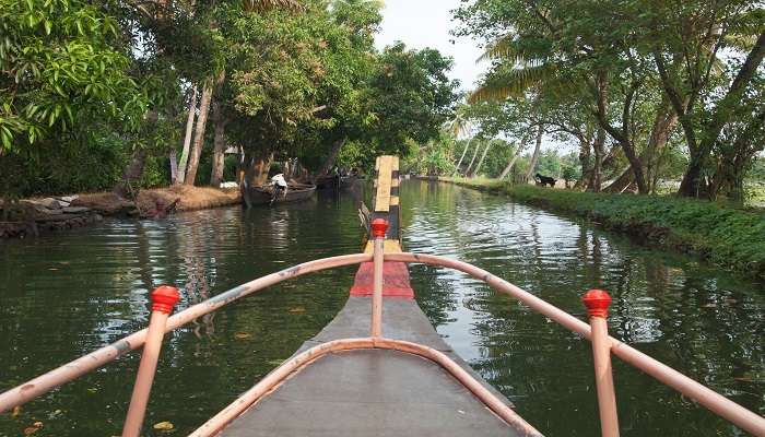 Kayaking or boating through this is an adventurous experience.