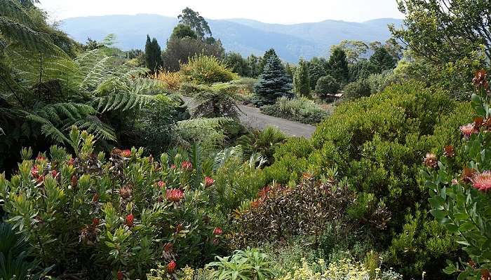 A plant pic from Eurobodalla Regional Botanic Gardens