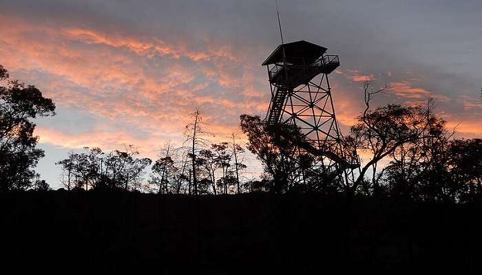 Sunset views of the Pilliga Forest Lookout Tower