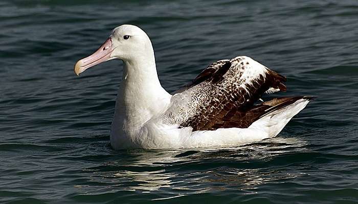 Watch beautiful albatross at the Royal Albatross Centre in Oamaru.