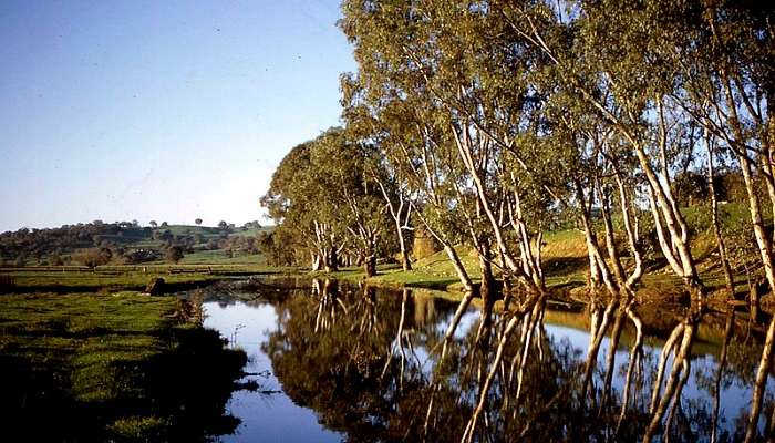 Wetlands of Tumut.