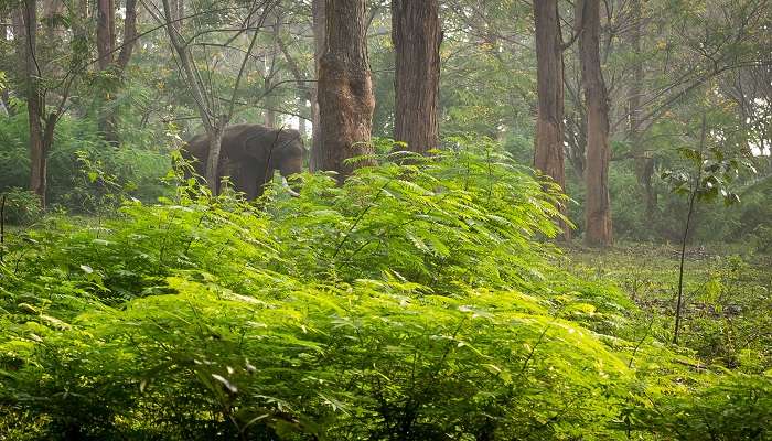 Trichur Forest is one of the major places to get a view of the wildlife. 