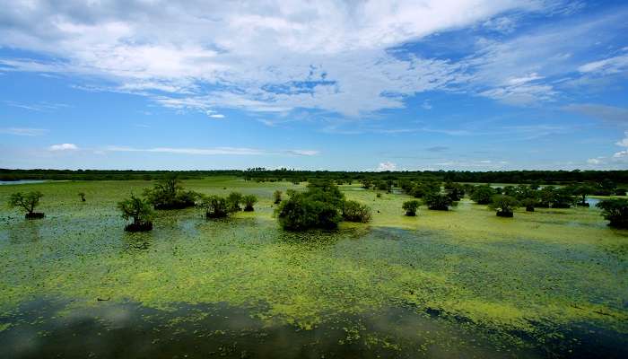 Things to enjoy at Kumana National Park