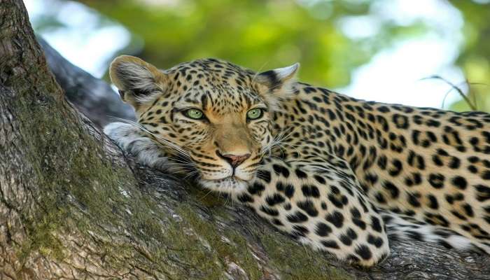  Leopard resting on a brown trunk tree in Talley Valley Wildlife Sanctuary.