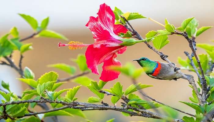 Colorful red, blue, and green bird perched on a tree branch 