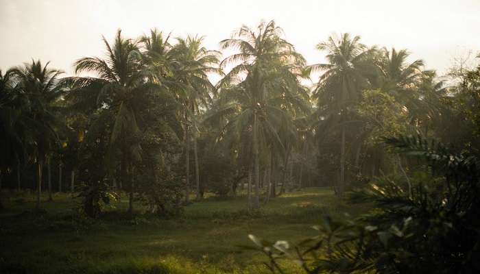 The Quan Coconut Forest in My Tho