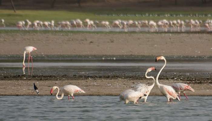 Flamingos at the Thol Bird Sanctuary, a must-see place near Zanzari Waterfall Gujarat.