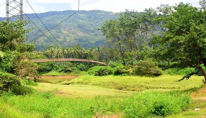 The lush green view of Thattekad bird sanctuary