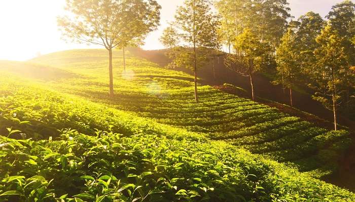 Explore the tea garden at Tocklai Tea Research Institute, showcasing lush tea plants. A top destination among places to visit in Jorhat.