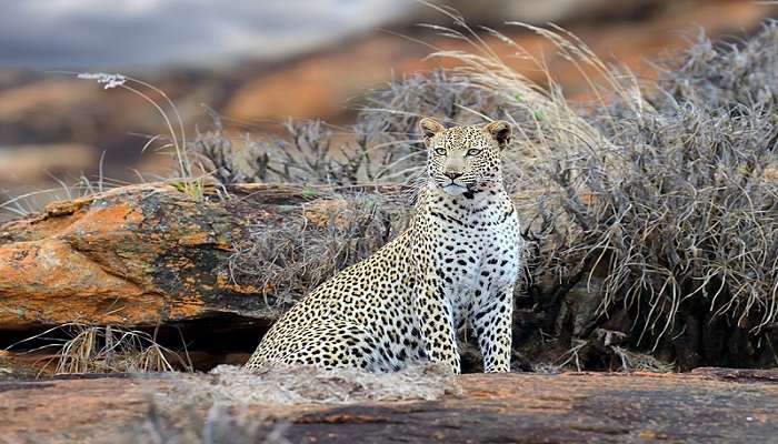 Tsavo East National Park