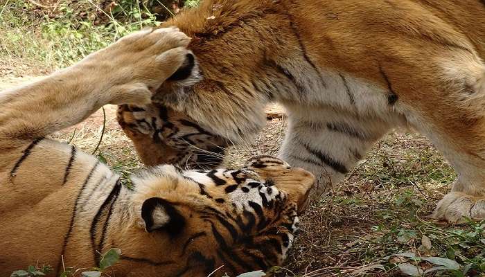 Tigers at the Tyavarekoppa Tiger and Lion Safari near Sarvajna Peetha 