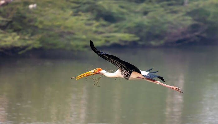 Painted stork bird in flight Uppalapadu bird sanctuary in Bapatla