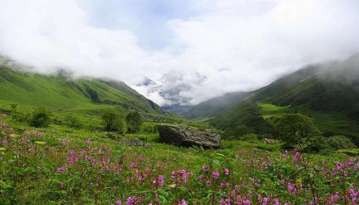 Beautiful picture of Valley of Flowers with beautiful Flowers, one of the best places to visit in Chamoli.