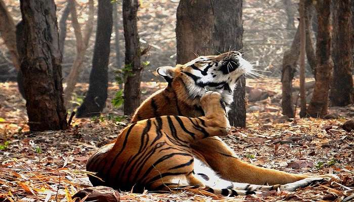 A tiger at Van Vihar National Park near Rock Shelters of Bhimbetka