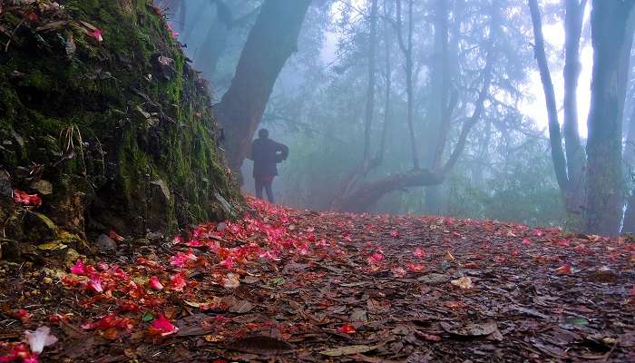 Varsey Rhododendron Sanctuary near Kaluk Sikkim. 