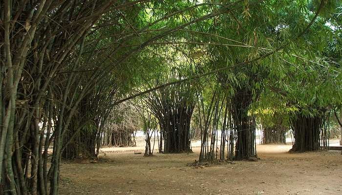 Places to visit in Rajgir - Bamboo grove in Venuvana