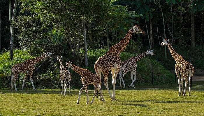 Giraffes in a Zoo