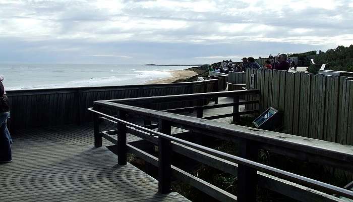 Experience whale watching at Logan’s Beach, Amazing Things to do near Warrnambool