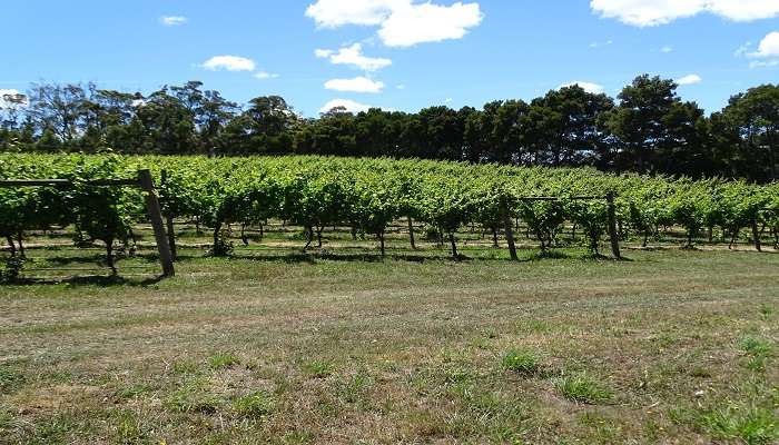 The Tamar Valley Wine Route in the Australian city, one of Launceston's best things to do, is a must-visit spot for all wine enthusiasts. 