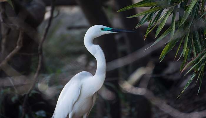 Birds near the pond at Ranganathittu Bird Sanctuary