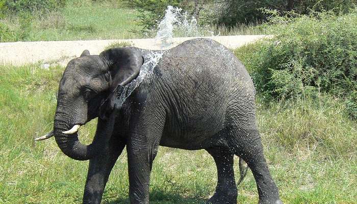 Visitors can also volunteer and dedicate themselves to the welfare of these elephants